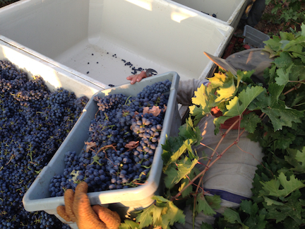 A lot goes into a bottle, starting with an early morning harvest.