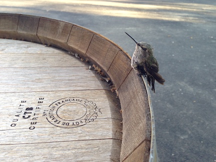 Rescued hummingbird recovers on barrel.