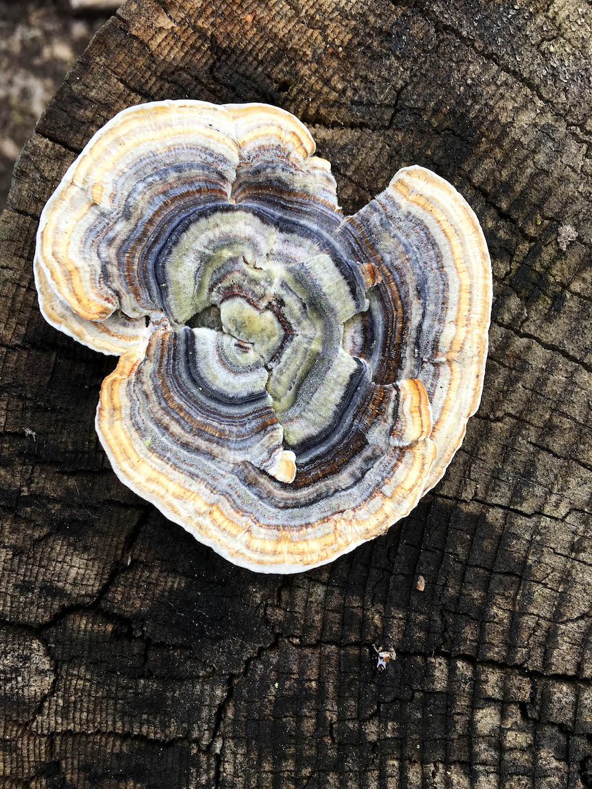 After the heavy winter rains, a wonderous fungi grows from a tree round in the back
